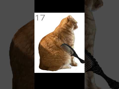 A Cat Grooming SURVIVAL Game #shorts サムネイル